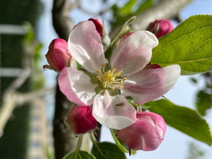 033A2EA4-1130-4C8E-A16C-46436E35414C - ARBORII IN FLOARE