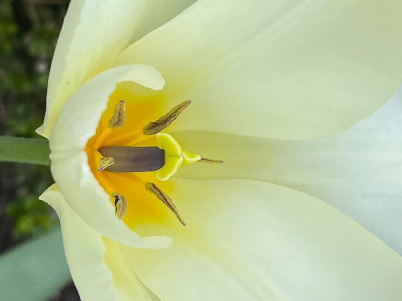 D1F5FE0E-15B6-47F3-98D5-53BACC02F0DC - LALELE