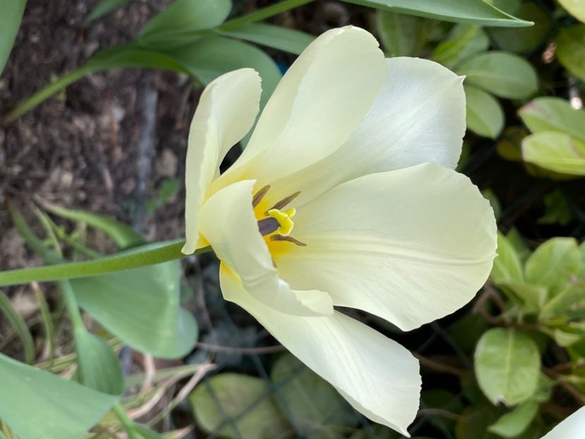 6D58CAF9-089C-47CB-B165-5EFAA2E2AEE9 - LALELE