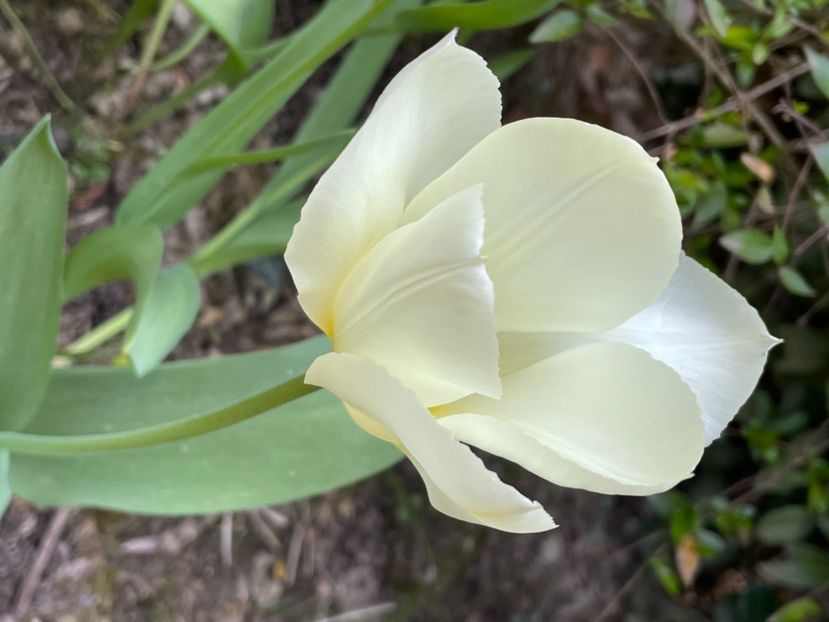 23EAC601-3413-400B-8DA9-236F7FDB1913 - LALELE