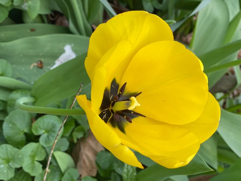 AF1CA68D-E21F-4199-8FF2-3BD0D1D5D0FF - LALELE