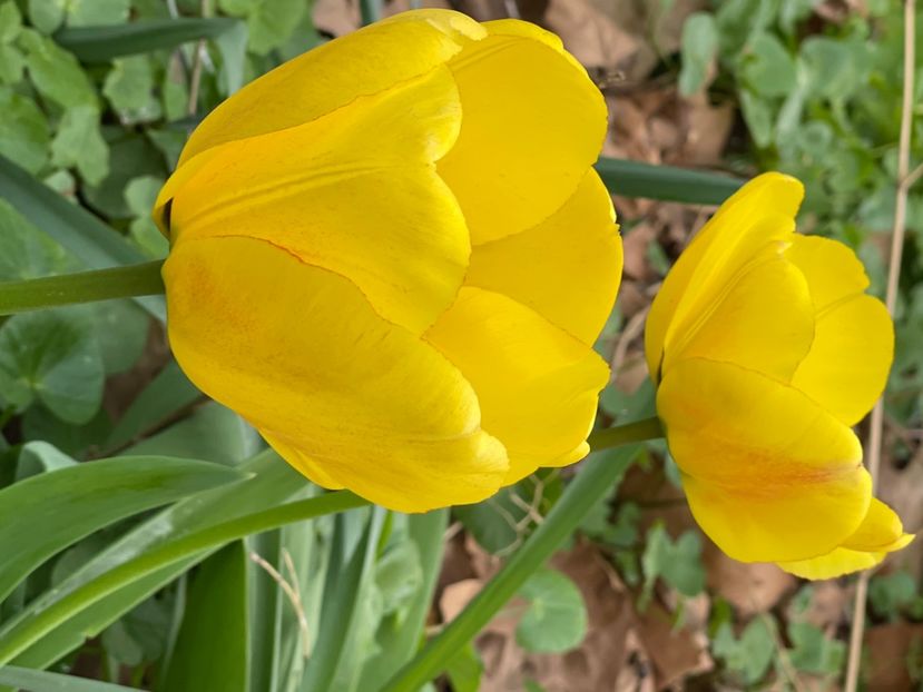 5005873C-B514-4DAD-A2FF-7B26ACC637C5 - LALELE