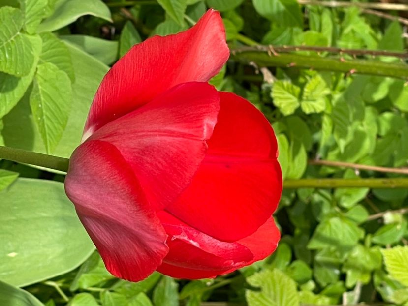 A63E38F8-61BC-4EAE-A602-40DDA86BC7C1 - LALELE