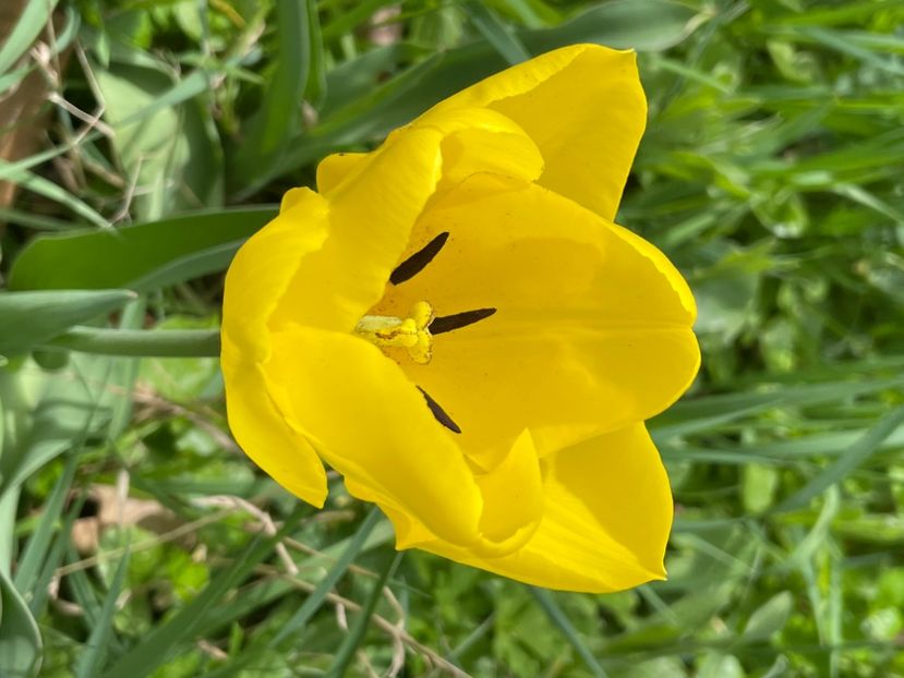 99B2BC9A-4C0E-4F76-B392-D7BC33D85C95 - LALELE