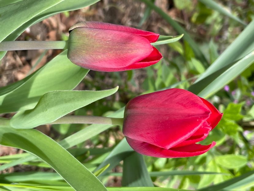 98AC806D-75A6-475E-856C-9430865A7FB2 - LALELE