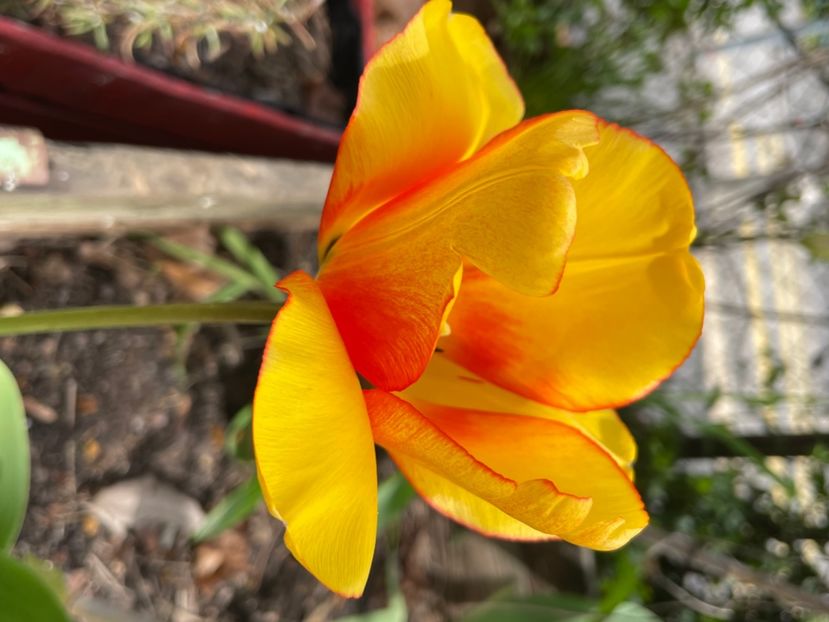 938E2771-5726-4681-A740-2D0E6321E0E0 - LALELE