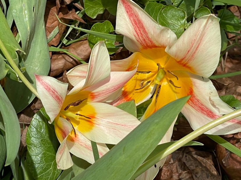 AF41FA1D-038E-4463-B68A-3DCE01642703 - LALELE