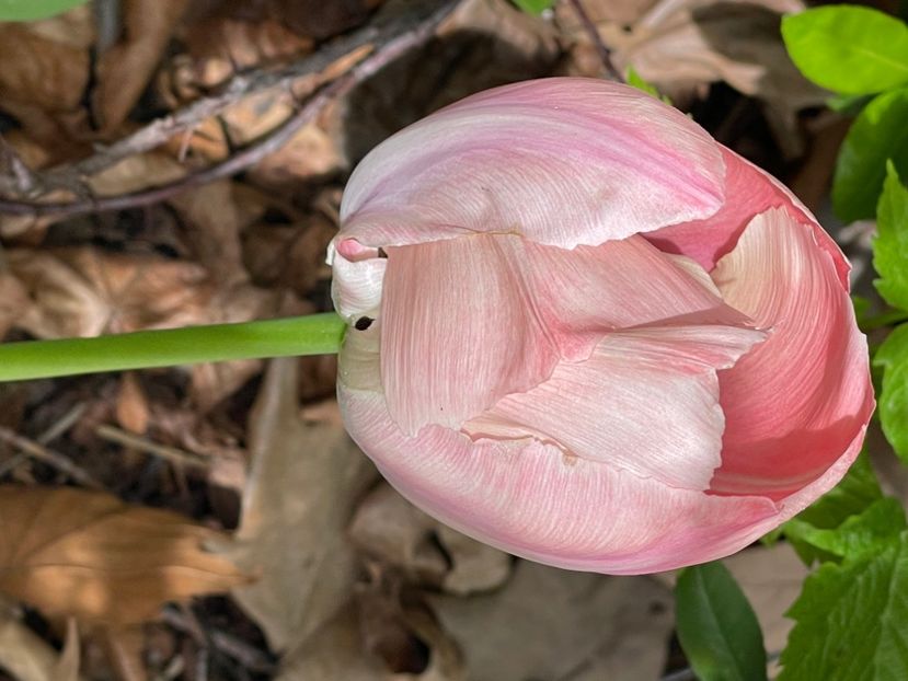 79925F8B-CA2B-4E78-BC11-158FAC89756A - LALELE