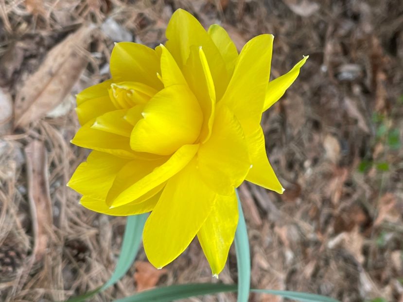 D18DB9C3-7D27-40EC-9F64-2E7C2A741215 - NARTIJI