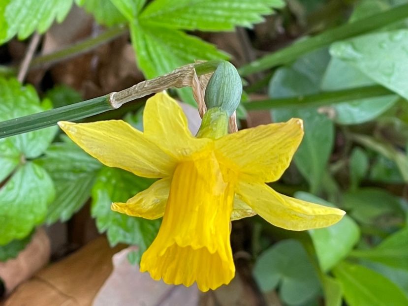 CE3145D3-E570-4A41-B18C-1C01B2E808D4 - NARTIJI