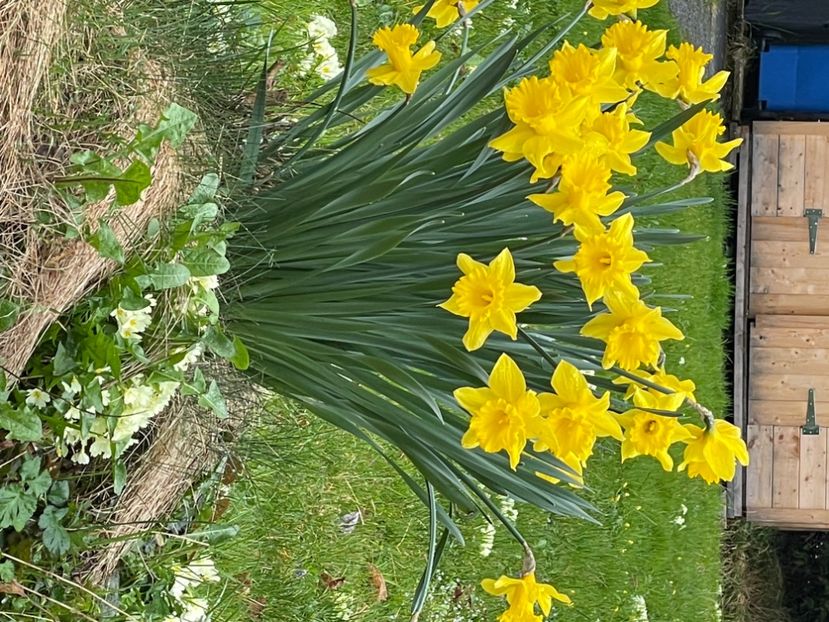 7229050C-268E-471C-BE79-DA6039518818 - NARTIJI