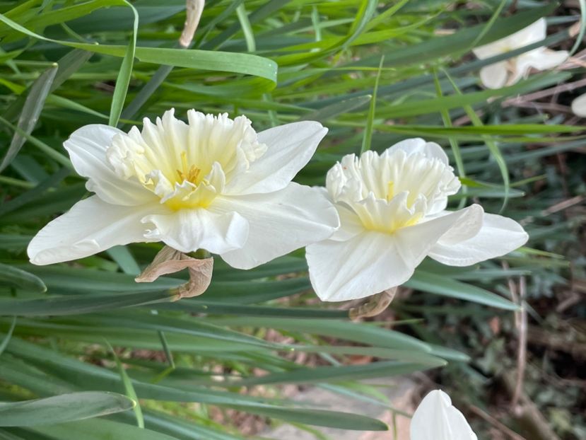 BD5A3E71-174B-42D0-B457-32810DBD4312 - NARTIJI