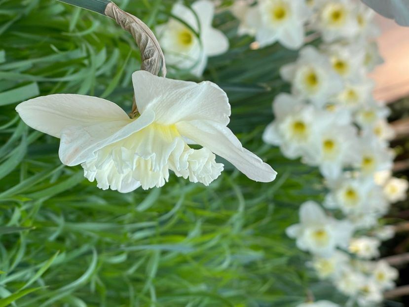 9FB69616-A26F-495B-83D8-84F7F83B0DAA - NARTIJI