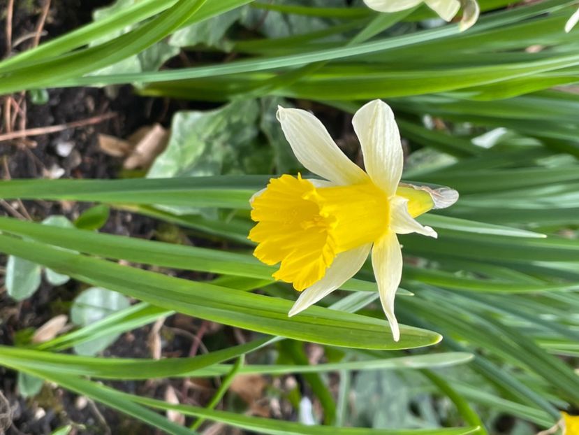 5FD2A484-BE70-4883-8BED-105A4A1C3F04 - NARTIJI