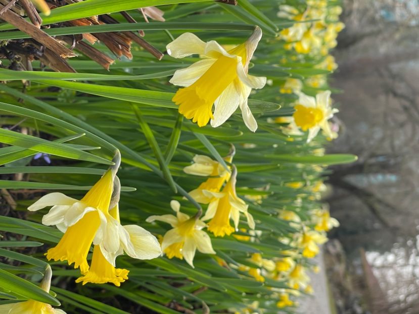 C43AE160-B9E7-45DB-B4EF-0A32175F41E9 - NARTIJI