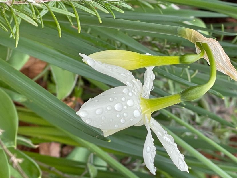 E35C5DCD-1F20-4507-861E-B70741C3AAF5 - NARTIJI