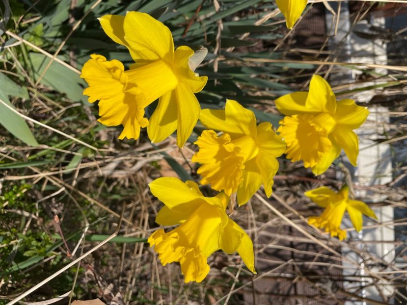 4169A780-F78F-4641-985E-25550708DD42 - NARTIJI