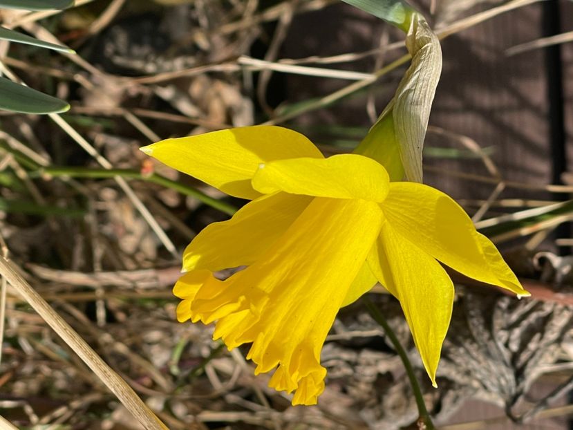 6DEA06CB-13F9-491D-84E7-86117034A056 - NARTIJI