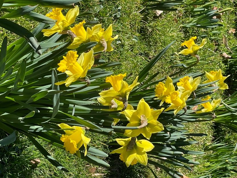 75D75622-A54C-4044-B782-0FB7D6B607B5 - NARTIJI