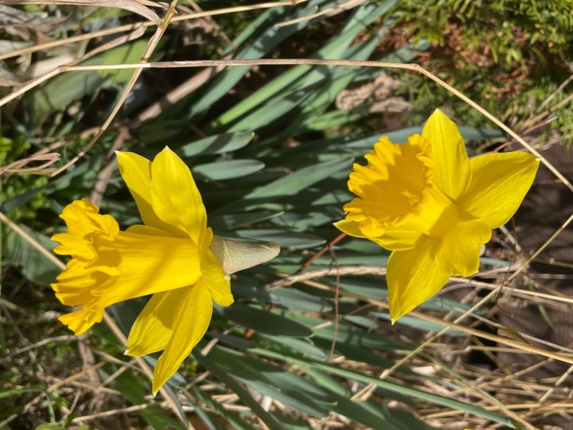 CCF91FCF-0CF1-40BC-A959-CEFFD113A771 - NARTIJI