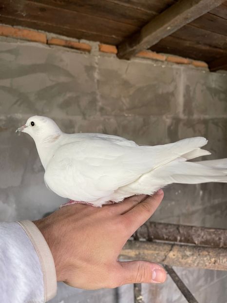 86E35C65-9B4C-4B98-A171-42423FA9971E - Ornament