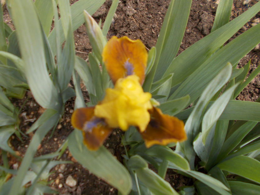 gypsy boy - IRISI PITICI-2022