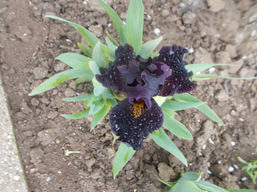 mordor - IRISI PITICI-2022