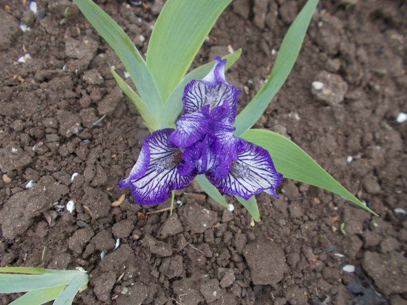 force field - IRISI PITICI-2022