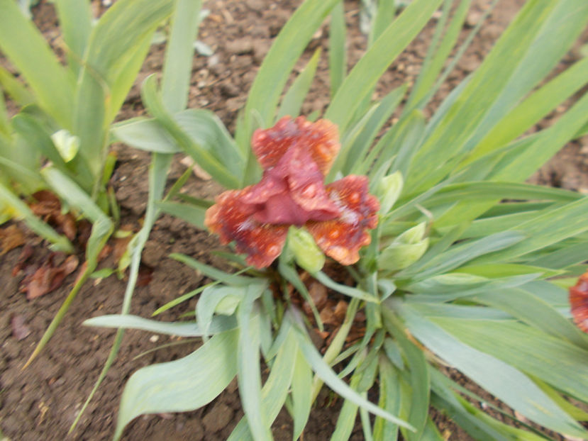 dyka corobinka - IRISI PITICI-2022