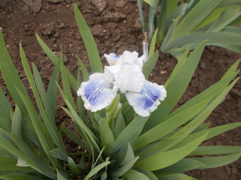 big blue eyes - IRISI PITICI-2022