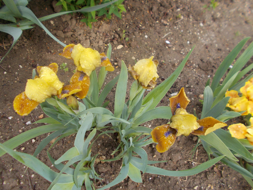 gypsy boy - IRISI PITICI-2022