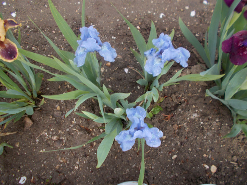 blue demin - IRISI PITICI-2022