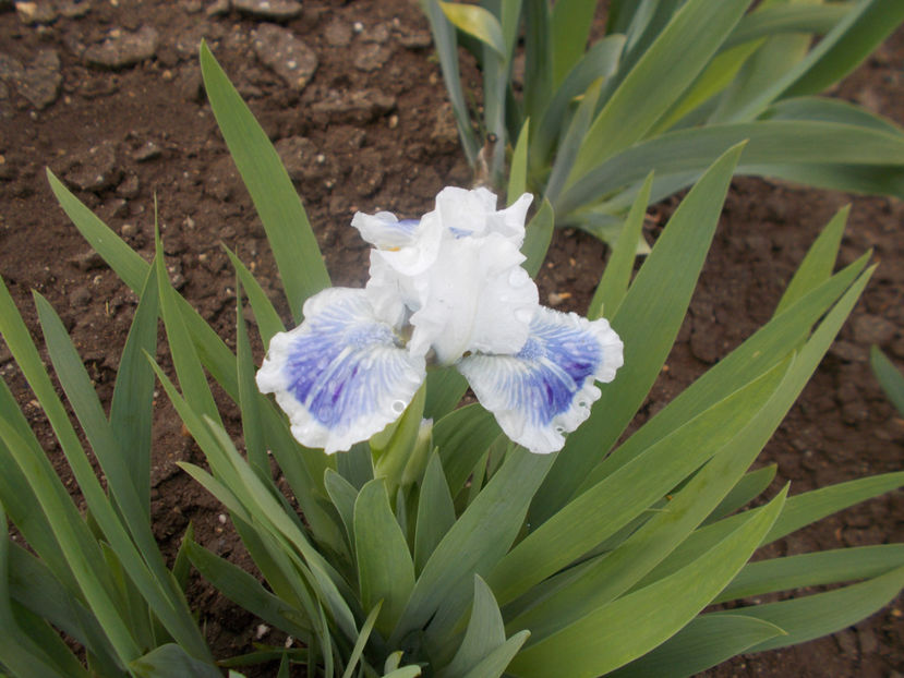 big blue eyes - COLECTIA DE IRISI PITICI-2022
