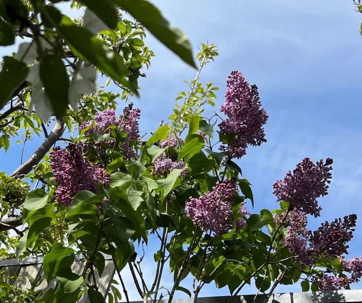 C68DC963-0005-4478-9FC8-6A089246129F - Arbuști 2021-2023