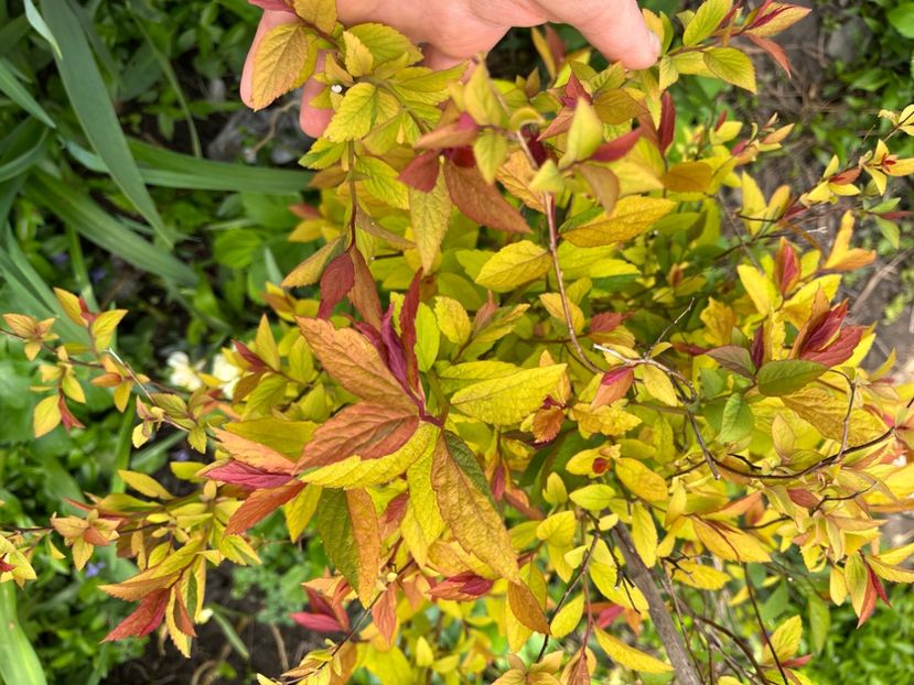 0A72E4A8-FE52-4BDC-A8D5-B73739DAD317 - Arbuști 2021-2023