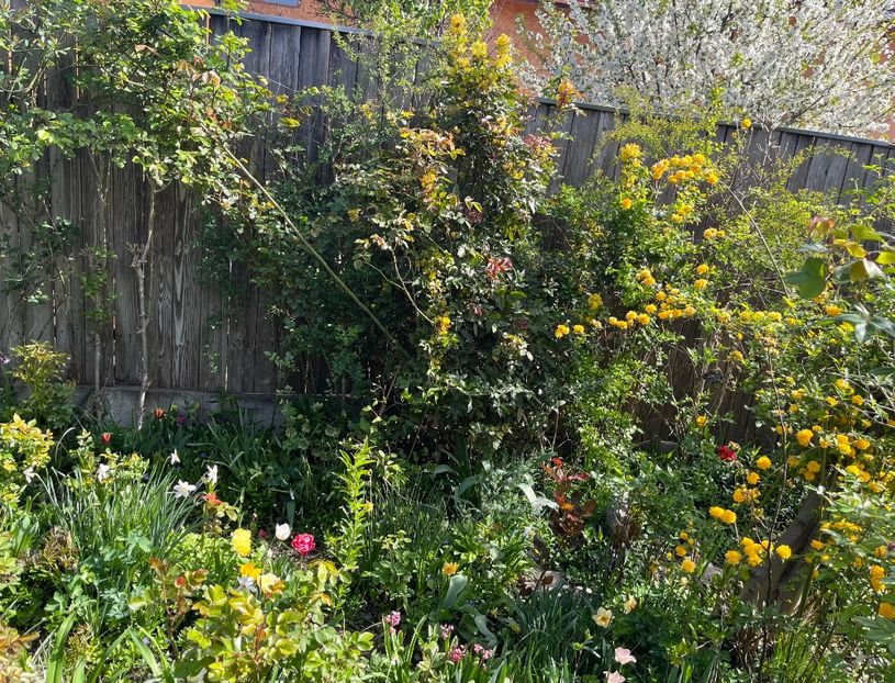 D70EF0E2-625F-49F1-8DEC-80F6161868AE - Arbuști 2021-2023