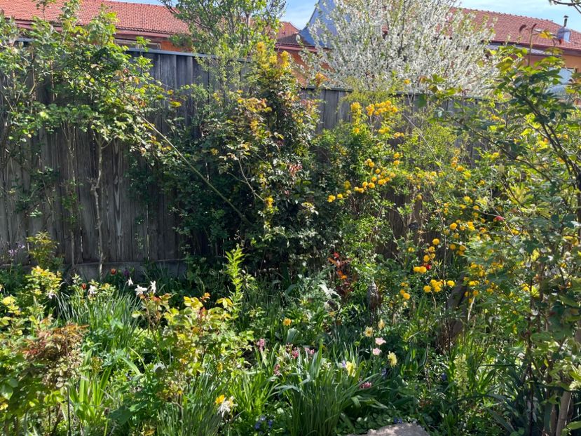 1CE9FD62-4564-4476-931B-E79A1EA16A1B - Arbuști 2021-2023