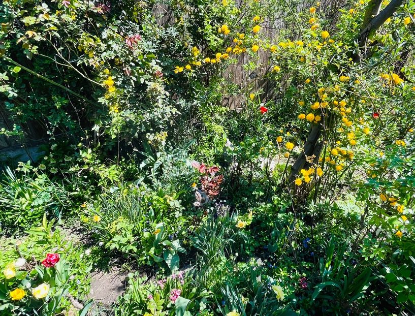 FC65EC28-1FC7-4592-B973-1966C1647D27 - Arbuști 2021-2023