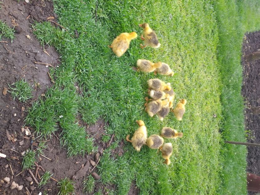  - Boboci de gâscă Embden - incubator aprilie 2022