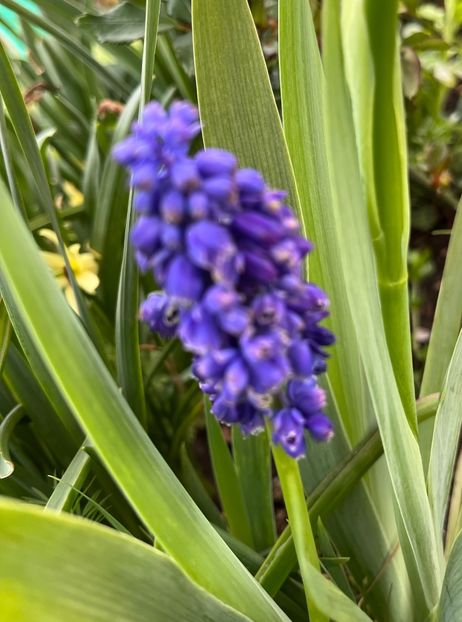 ED592C47-7811-4B95-B7A4-95707B3F7580 - Muscari 2018 2021