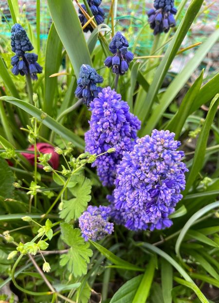 E00C922B-2861-4820-B301-9D1D0FAFE197 - Muscari 2018 2021