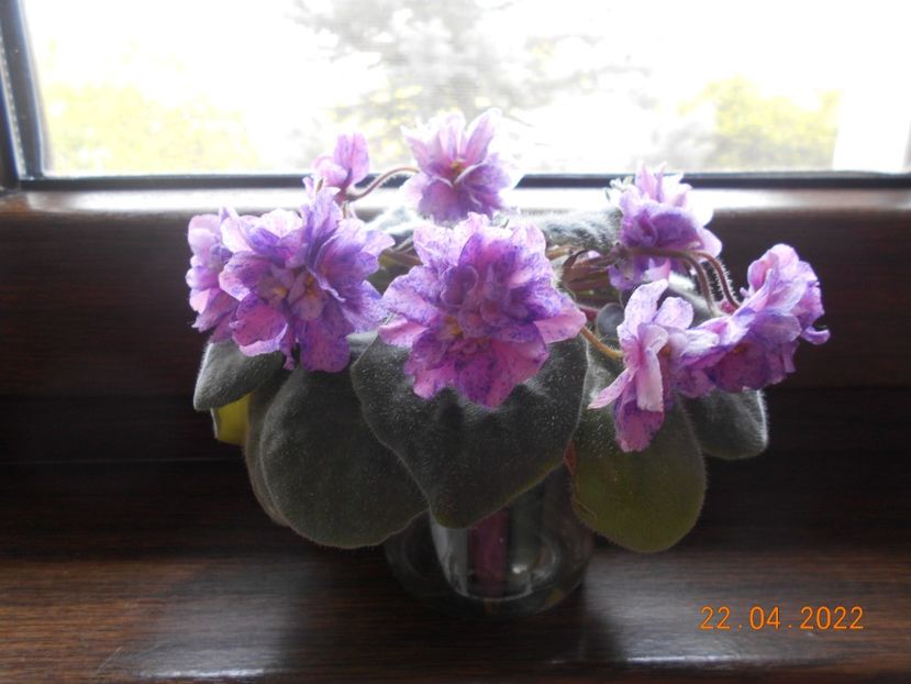  - 1 a Violete