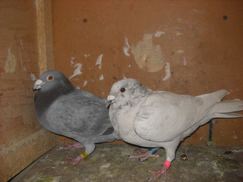  - UNDEVA IN SUCEAVA arhiva