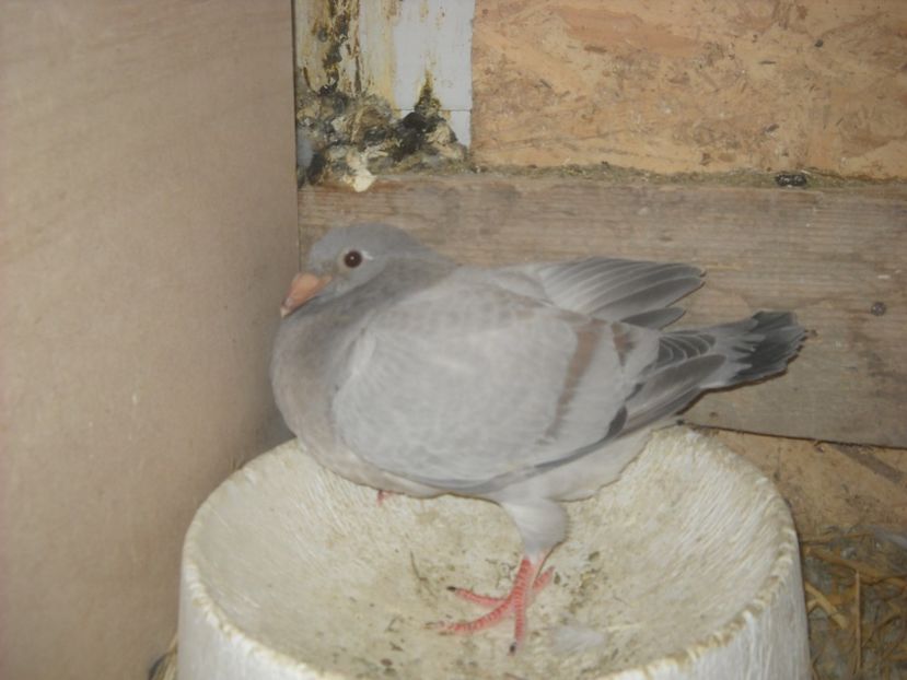  - UNDEVA IN SUCEAVA arhiva