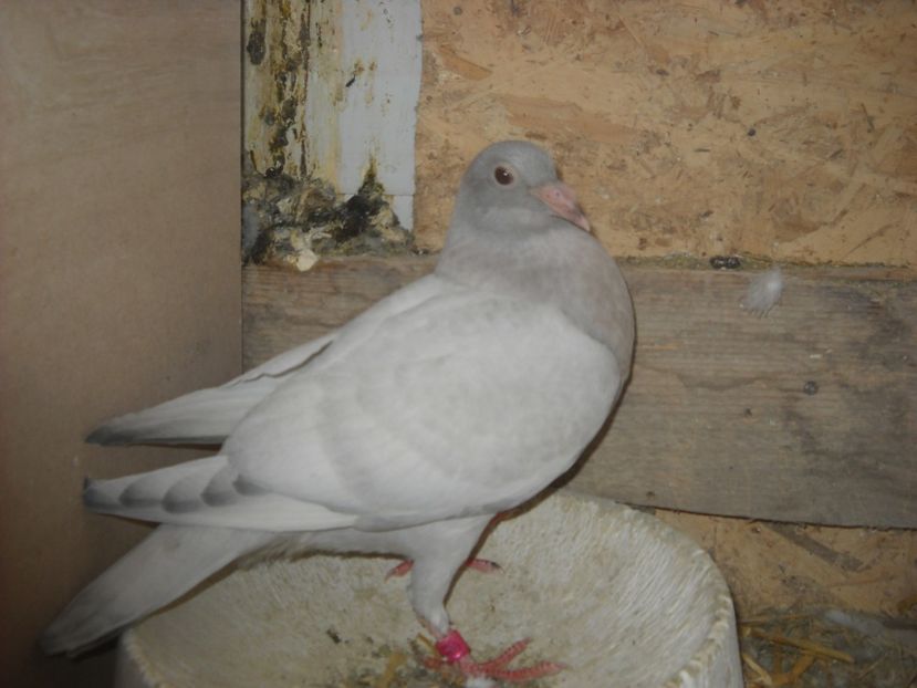  - PORUMBEI VANDUTI 2