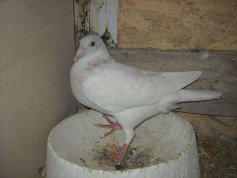  - UNDEVA IN SUCEAVA arhiva