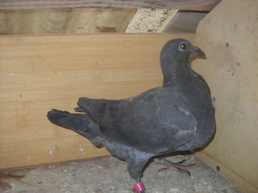  - UNDEVA IN SUCEAVA arhiva