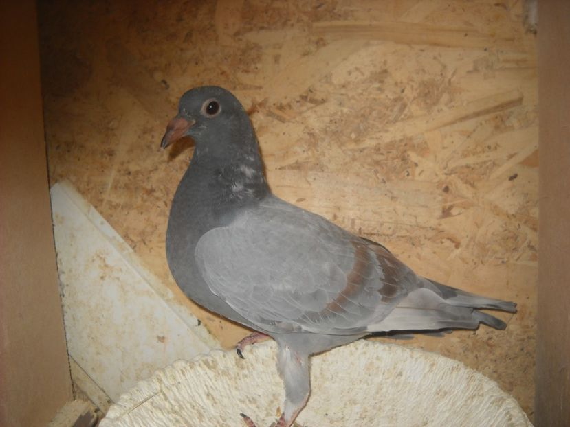  - UNDEVA IN SUCEAVA arhiva