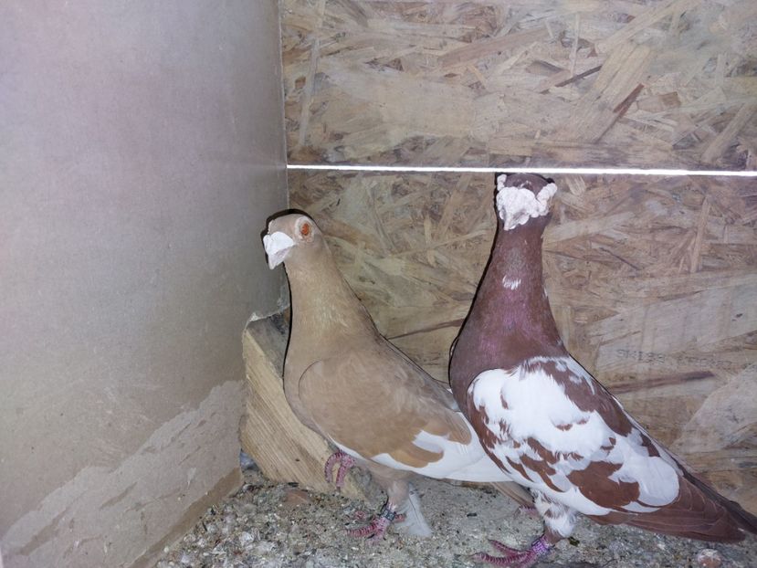  - 31 DE VANZARE 2022