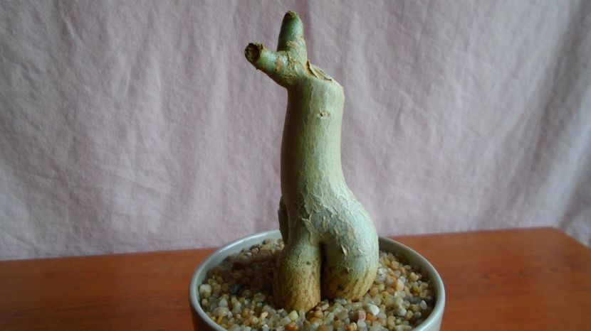  - Caudiciforme-pachycaule si bulboase 2022-2023